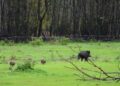 Un cinghiale nei campi a Piano Porlezza