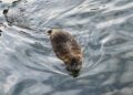 La nutria nuota nel lago di Como