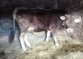 Un toro cerca sistemazione un provincia di Como (Enpa)