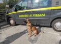 cane antidroga Anima