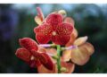 Azione fa parte del progetto europeo LIFEorchids