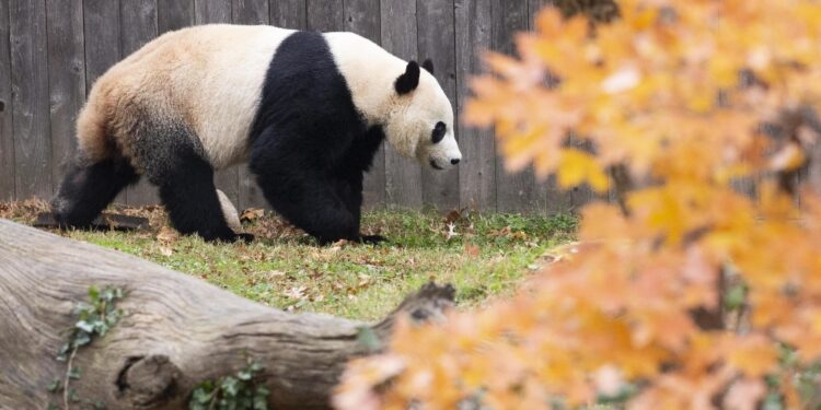 Il primo esemplare arrivò dopo la visita di Nixon in Cina