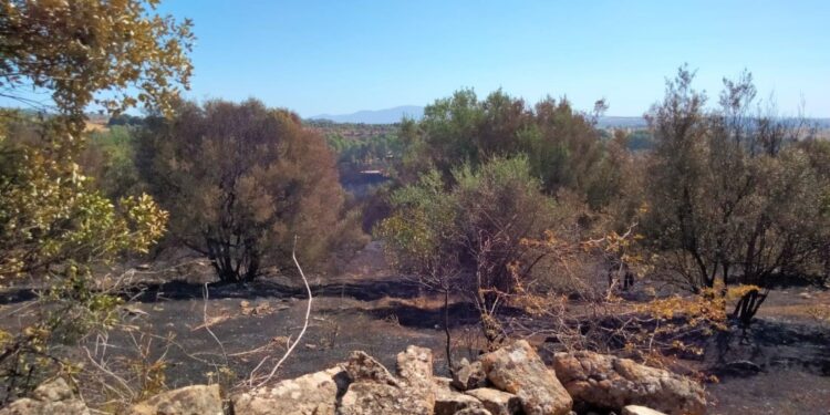 Rogo ha lambito centro abitato di Mandas e area archeologica