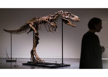 Acquisto privato potrebbe sottrarlo a studio paleontologi