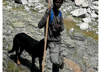 E' un cucciolo di border collie che lo aiutava in alpeggio