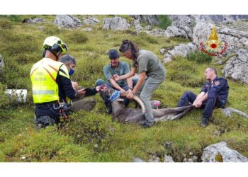 Intervento dei Vigili del fuoco e veterinario al Lago di Sorapis