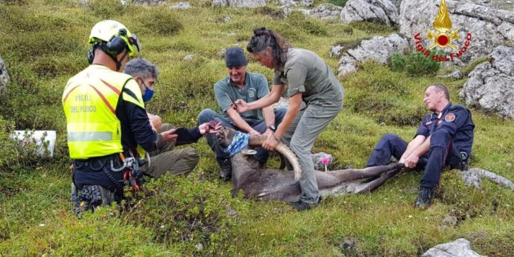 Intervento dei Vigili del fuoco e veterinario al Lago di Sorapis