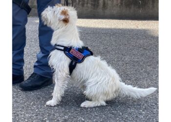 A Genova. Coca e eroina per un valore di oltre 1 mln euro