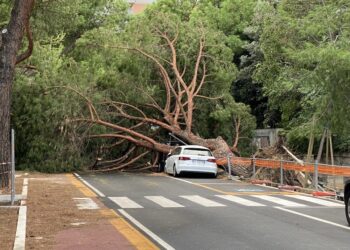 Caduti una quindicina di alberi