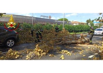 A Cecina ramo colpisce auto in movimento