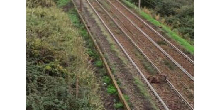 Incidente sulla linea Cotral per Viterbo