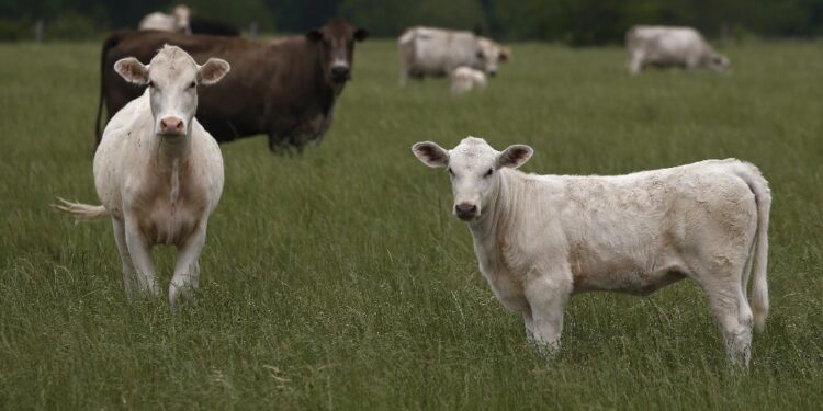 La causa forse uno scarico di fumi del letame surriscaldatosi