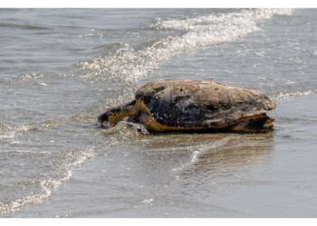 Erano rimaste impigliate in alcune reti per la pesca a strascico