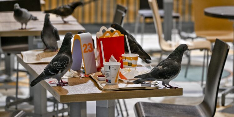 E nel capoluogo si valuta l'impegno di falconieri specializzati