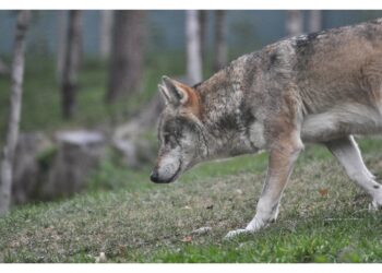 Nessun animale abbattuto entro i termini dell'ordinanza