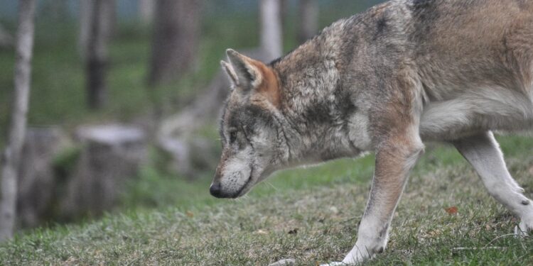 Nessun animale abbattuto entro i termini dell'ordinanza