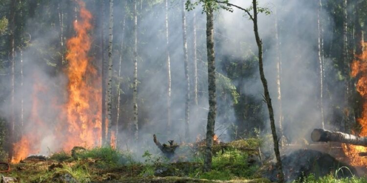 Il sistema è in grado anche di prevedere l'andamento del fuoco