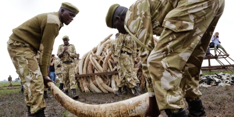 Trovati con 4 zanne d'elefante del valore di circa 30 mila euro