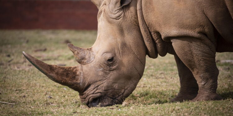 Non esistono più esemplari maschi della specie 'del nord'