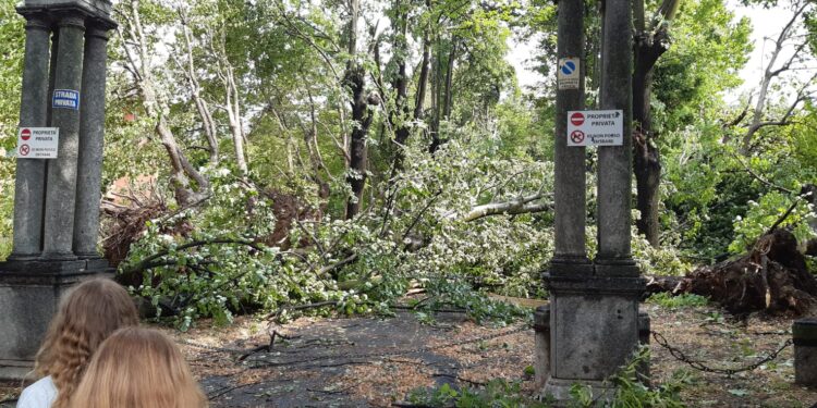 Alberi ad alto fusto caduti ad Alzate Brianza