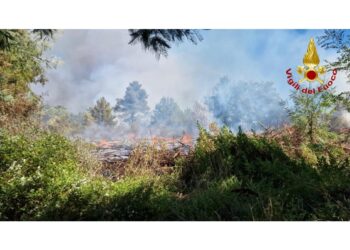 Fiamme nel sottobosco carsico nei pressi del Monte Hermada