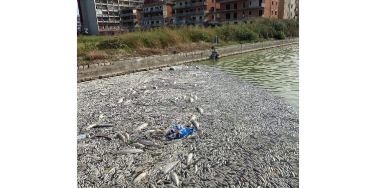 Interviene l'Agenzia regionale per la protezione dell'ambiente