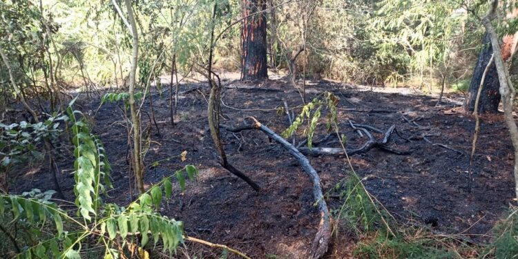 Avvistato dai forestali: bruciava la vegetazione secca