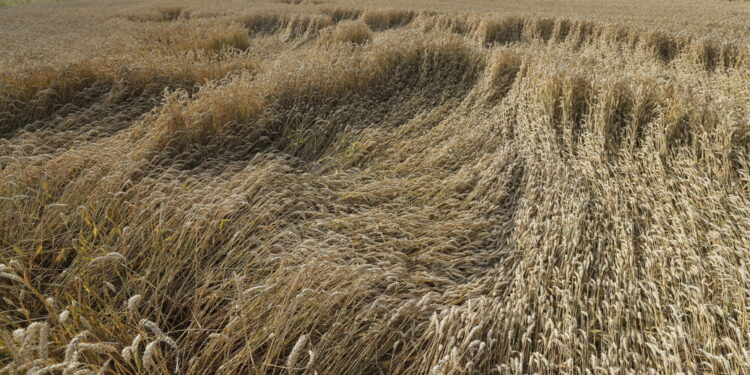 Lo ha reso noto il ministero dell'Agricoltura di Bratislava