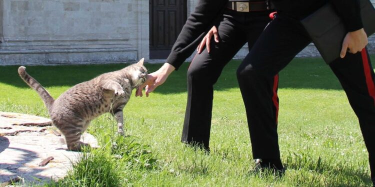 Denunciato dai carabinieri un 41enne nel Cagliaritano