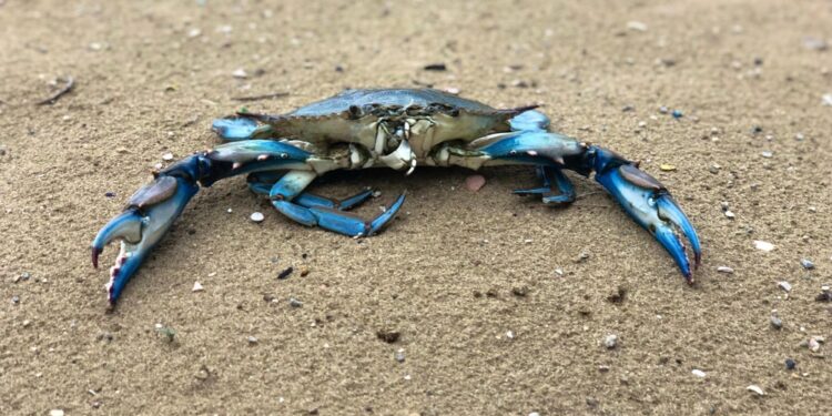 Possibile pesca a strascico entro le tre miglia