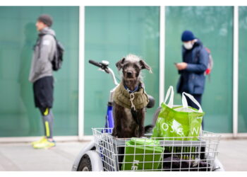 Entra in vigore una nuova legge sul 'benessere animale'