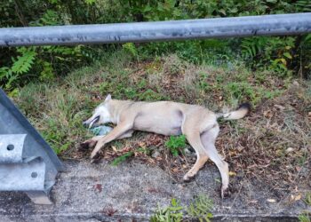 In Zona protezione esterna del Parco d'Abruzzo