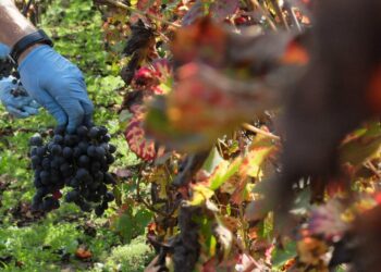 Paola Clemente morì nel 2015 in un vigneto di Andria