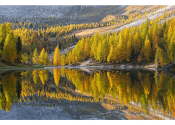 Dieci puntate alla scoperta delle foreste