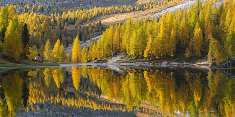 Dieci puntate alla scoperta delle foreste