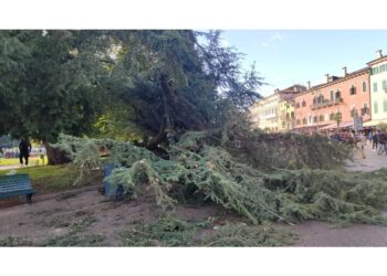 Albero verrà abbattuto