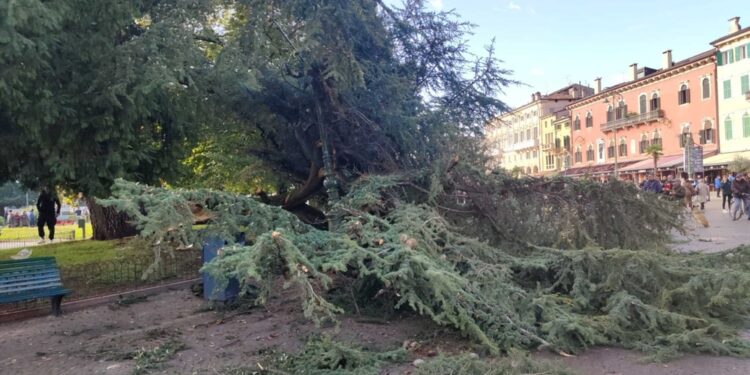 Albero verrà abbattuto