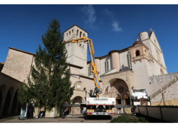 L'abete è nella piazza inferiore della Basilica di San Francesco