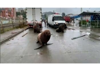 Nella città di Valparaiso