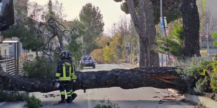 A Spoltore grosso pino crolla su strada e sfiora le case