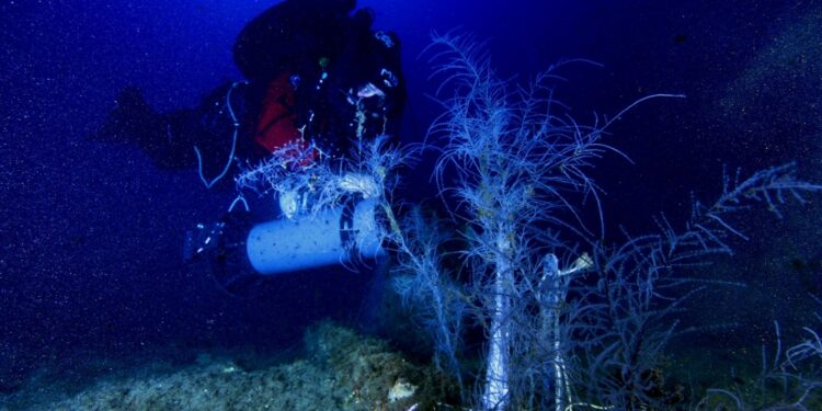 E' stato soccorso ma non è stato possibile salvarlo