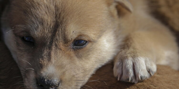 A Misterbianco per chi prende un cane da rifugi convenzionati