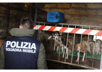 Operazione della polizia nel Nisseno