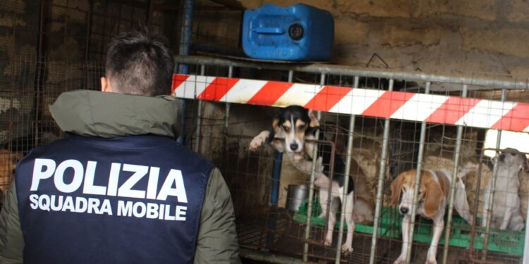 Operazione della polizia nel Nisseno