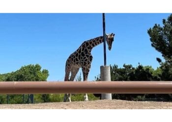 Trasferita da Ciudad Juárez all'Africam Safari di Puebla