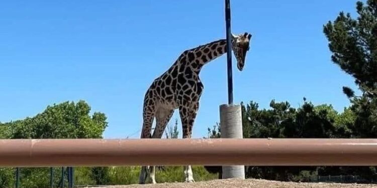 Trasferita da Ciudad Juárez all'Africam Safari di Puebla