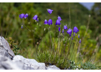 Gruppo di ricerca trova una Campanula mai identificata prima