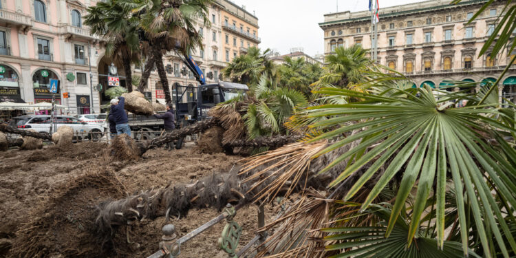 Erano state piantate fra le proteste nel 2017 in piazza Duomo