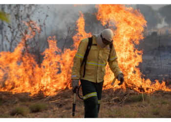 'Il nuovo regolamento Eudr non si limiti appena all'Amazzonia'