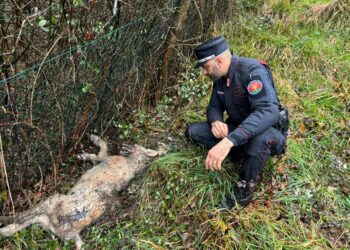 Intervento dei carabinieri forestali in boschi vicini alla città